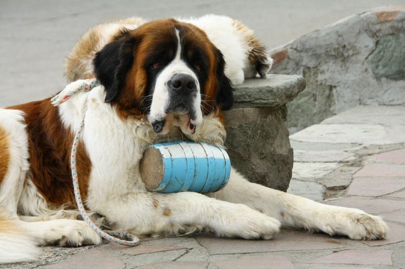 Big dogs can be a hassle in the pub - getting in the way of both customers and employees. As long as there's enough room though, the Saint Bernard is an exception. These gentle giants tend to be so relaxed, even in noisy environments, that you might ever forget they're there.