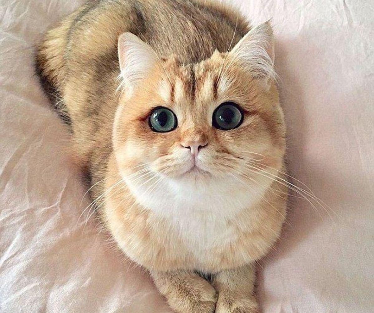 15 Of The Cutest Cat Breeds