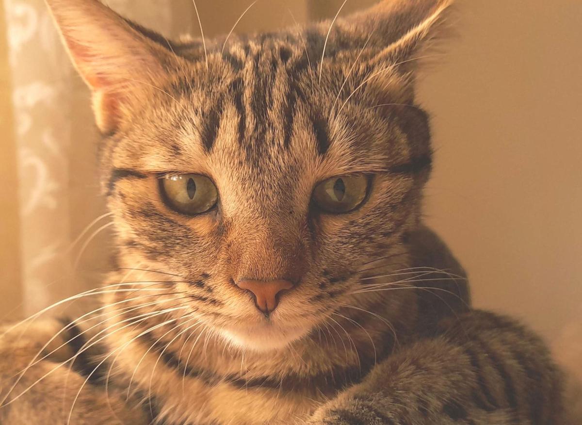 Dedicated Cat Breeds 2023: Here are 10 of the most loyal breeds of  beautiful cat | The Scotsman