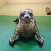 Hispi, the rare ringed seal, who will be released on Shetland tomorrow.