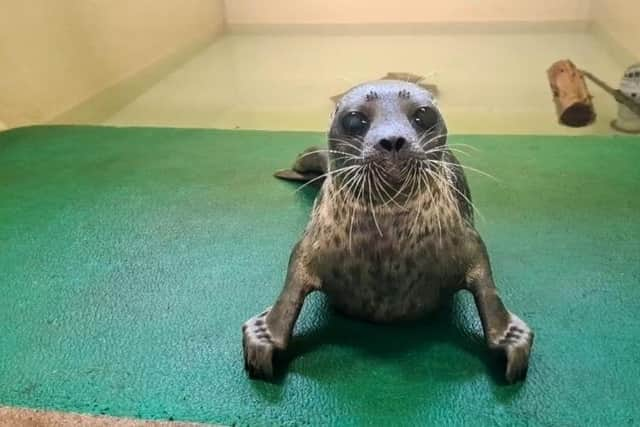 Hispi, the rare ringed seal, who will be released on Shetland tomorrow.