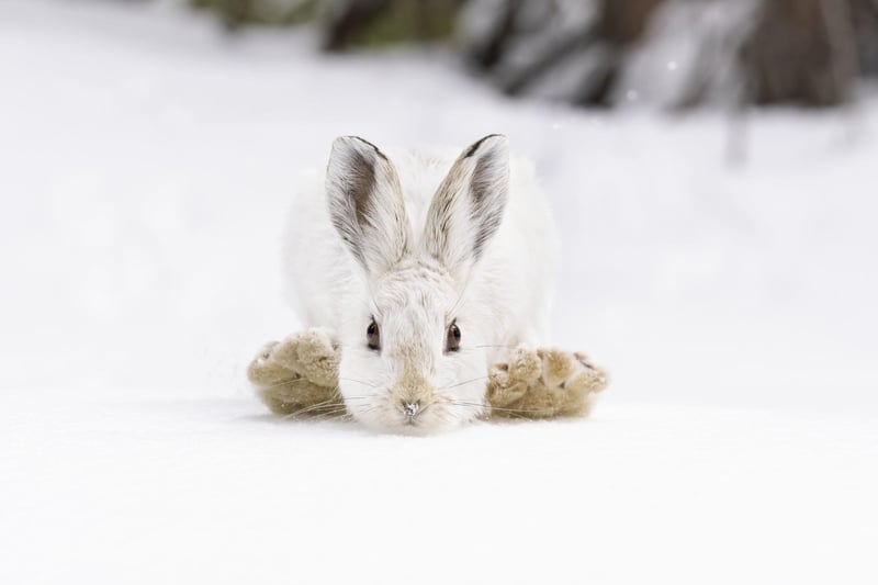 Snowshoes by Deena Sveinsson, USA, of a snowshoe hare in the Rocky Mountain National Park, USA, which has been shortlisted for the Wildlife Photographer of the Year People's Choice Award.