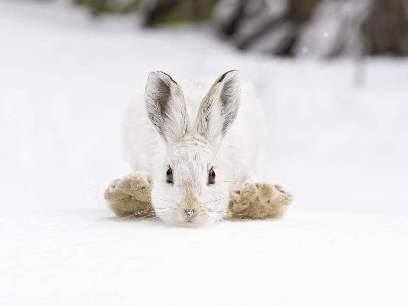 Snowshoes by Deena Sveinsson, USA, of a snowshoe hare in the Rocky Mountain National Park, USA, which has been shortlisted for the Wildlife Photographer of the Year People's Choice Award.