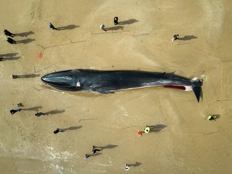 The carcass of a 55ft (17m) fin whale lies on Bridlington beach, in East Yorkshire, as contractors are hoping they can remove the mammal, washed up on the popular tourist beach