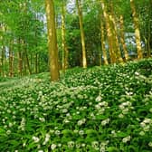 A footpath through a woodland full of wild garlic in Spring, Allium ursinum, in late evening sunlight