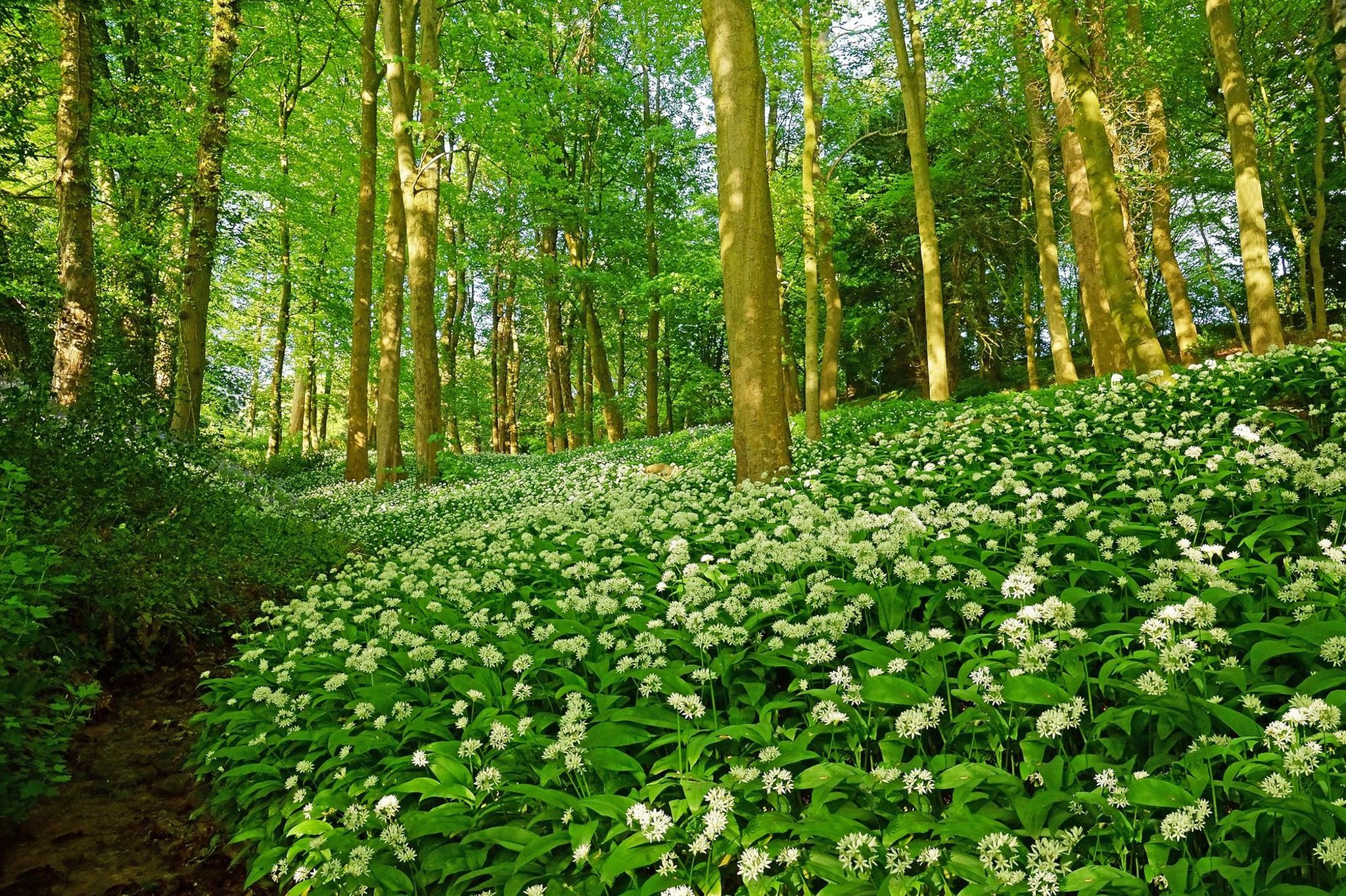 Spring is wild garlic time, so here's how to harvest and cook it ...