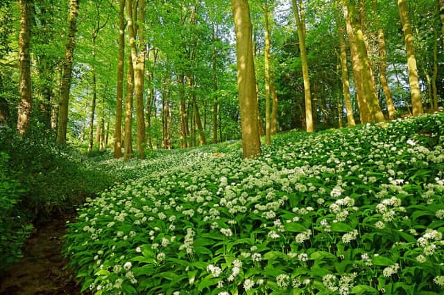 A footpath through a woodland full of wild garlic in Spring, Allium ursinum, in late evening sunlight