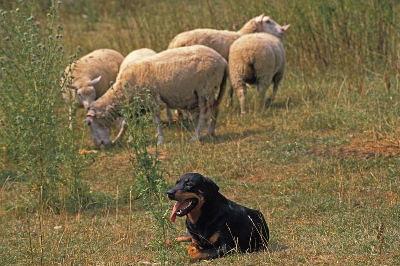 Perhaps the ultimate guard dog, the Rottweiler has been used for this purpose since ancient Rome, but isn't a one trick pony. This breed also make wonderful customs, military and police dogs - while they have a softer side perfect for a therapy dog.