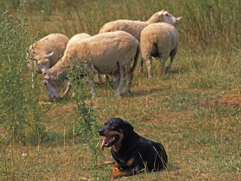 Perhaps the ultimate guard dog, the Rottweiler has been used for this purpose since ancient Rome, but isn't a one trick pony. This breed also make wonderful customs, military and police dogs - while they have a softer side perfect for a therapy dog.
