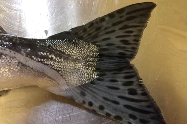 A close-up of the tail of a pink salmon, which can be used to help identify the alien fish. Picture: FMS