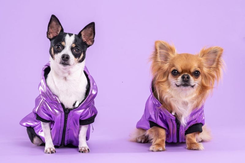 The diminutive Chihuahua has very little in the way of protection against the cold - luckily they are so small you can easily tuck them away in your bag or jacket to keep them cozy.