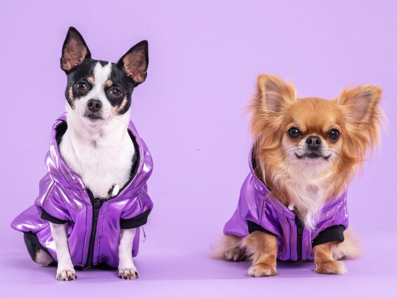 The diminutive Chihuahua has very little in the way of protection against the cold - luckily they are so small you can easily tuck them away in your bag or jacket to keep them cozy.