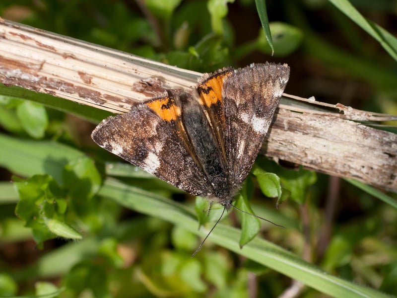 Moths are back on the wing in March, with a variety of species attracted to light at night. You don't have to be a night owl to see an Orange Underwing though - they are a day flying moth that tend to be on the wing on sunny days in March and April, with caterpillars that feed on birch trees.