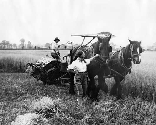 British farmers harvesting in the fields in the tough 1930s. (Picture: Getty)