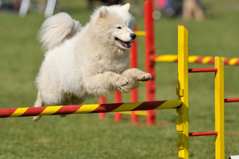 Samoyeds' are one of the most friendly and affable breeds of dog, leading to the nicknames 'Sammie smile' and 'smiley dog'.