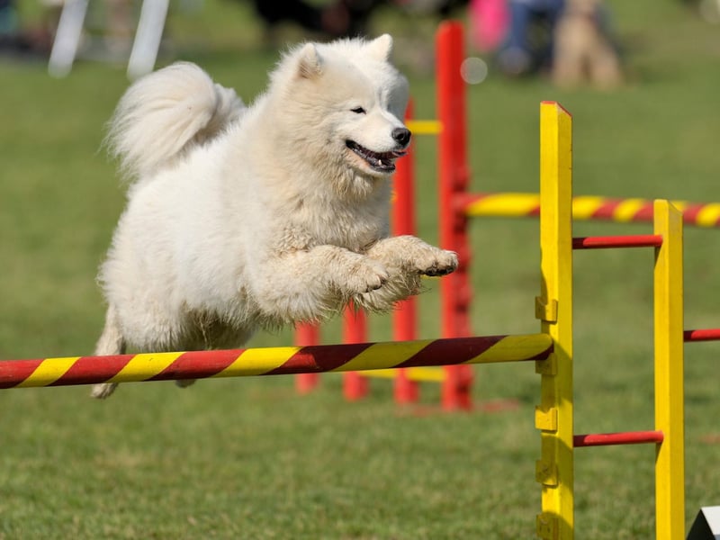 Samoyeds' are one of the most friendly and affable breeds of dog, leading to the nicknames 'Sammie smile' and 'smiley dog'.