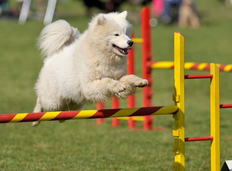 Samoyeds' are one of the most friendly and affable breeds of dog, leading to the nicknames 'Sammie smile' and 'smiley dog'.