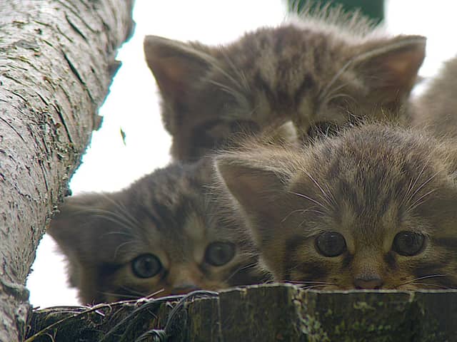 Young female wildcat Nell, with her siblings at Highland Wildlife Park, near Kingussie in the Cairngorms (Photo: Royal Zoological Society of Scotland/PA Wire).