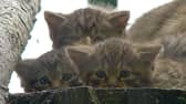 Young female wildcat Nell, with her siblings at Highland Wildlife Park, near Kingussie in the Cairngorms (Photo: Royal Zoological Society of Scotland/PA Wire).