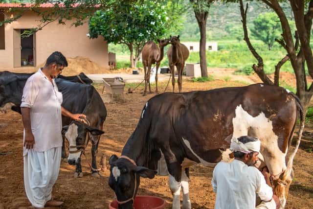 Milking cows on Anopura farm in India. Pic: Anopura/PA