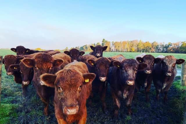 The Eccles' beef herd