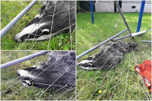 The Scottish SPCA has rescued a badger which got trapped in a football net in Falkirk.