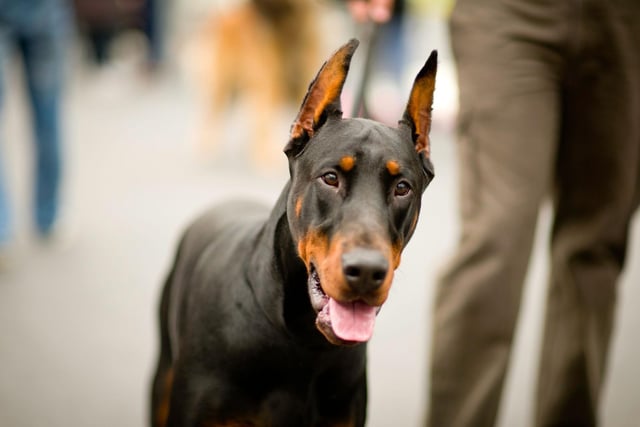 Often seen on cinema and television screens as the quintessential police dog, an intimidating Dobermann is sure to strike fear into the heart of even the most hardened criminal. These are dogs that are used pretty much solely for police work that demands speed and athleticism - apprehending suspects by chasing them down and wrestling them to the ground.