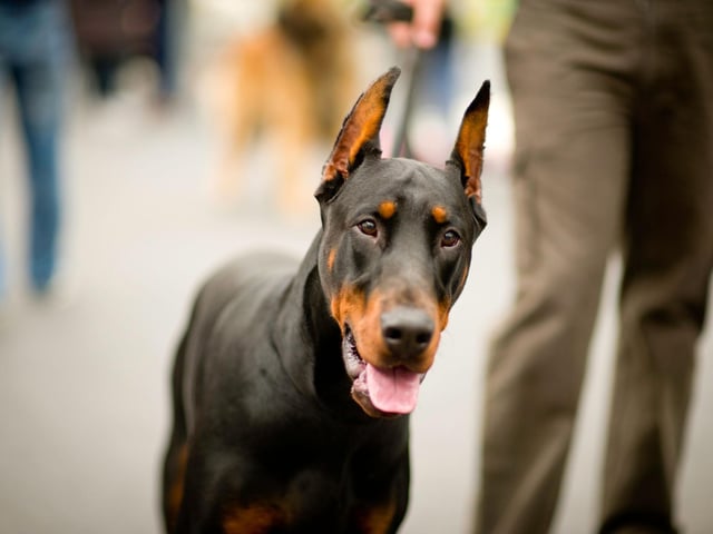 Often seen on cinema and television screens as the quintessential police dog, an intimidating Dobermann is sure to strike fear into the heart of even the most hardened criminal. These are dogs that are used pretty much solely for police work that demands speed and athleticism - apprehending suspects by chasing them down and wrestling them to the ground.