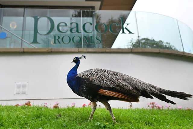 Peacocks in Pittencrieff Park. Dunfermline.