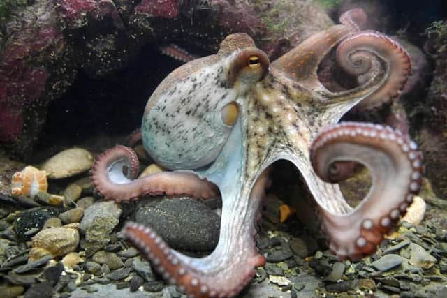 Plans for the world's first octopus farm has sparked concerns from the scientific community