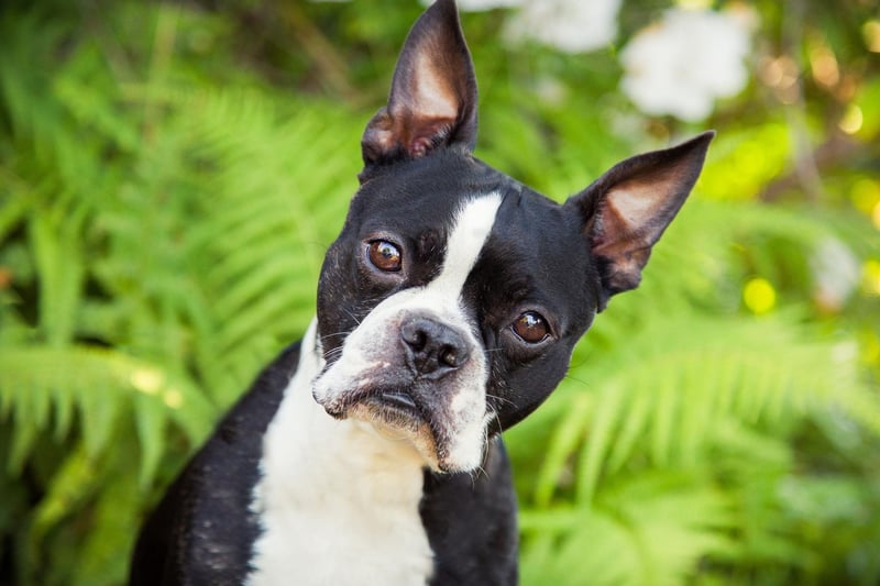 All Boston Terriers are descended from a dog called Judge, a terrier bought in around 1875 from Edward Burnett by Boston resident Robert C. Hooper.