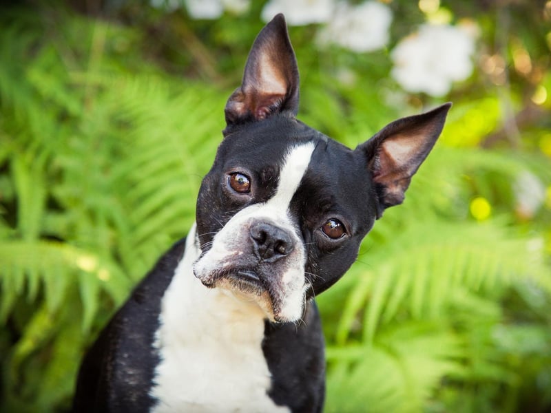 All Boston Terriers are descended from a dog called Judge, a terrier bought in around 1875 from Edward Burnett by Boston resident Robert C. Hooper.