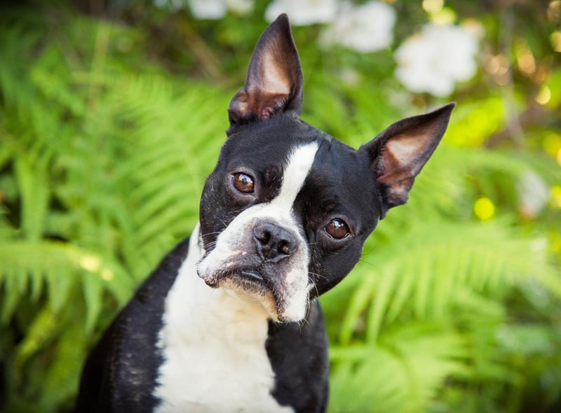 All Boston Terriers are descended from a dog called Judge, a terrier bought in around 1875 from Edward Burnett by Boston resident Robert C. Hooper.