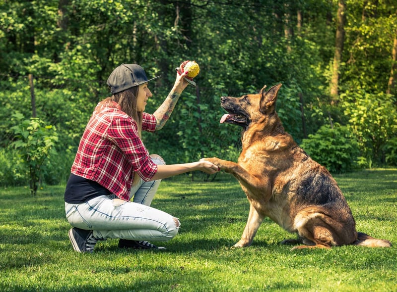 A favourite of the police and army, the German Shepherd is one of the hardest working dogs out there and picks up new things quickly.