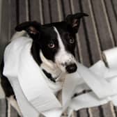When it comes to toilet training some breeds are far more biddable than others.