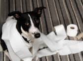 When it comes to toilet training some breeds are far more biddable than others.