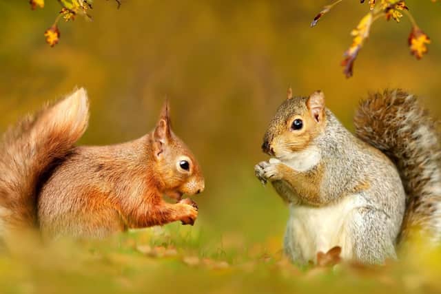 The native red squirrel population has been driven close to extinction by grey squirrels.
