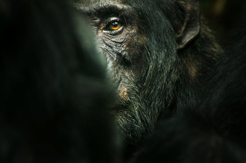This new documentary looks into the world of chimpanzees and is brought to Netflix by from the award winning filmmaker that made My Octopus Teacher.
