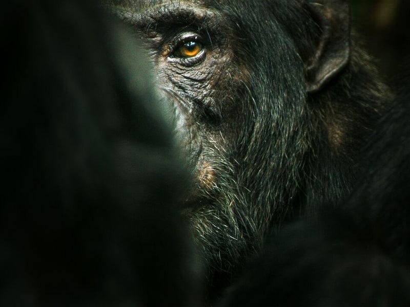 This new documentary looks into the world of chimpanzees and is brought to Netflix by from the award winning filmmaker that made My Octopus Teacher.