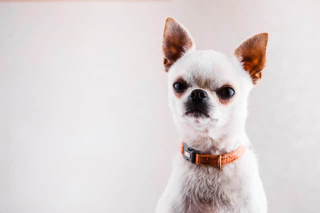 When it comes to dogs, small isn't alway beautiful