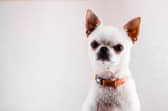 When it comes to dogs, small isn't alway beautiful