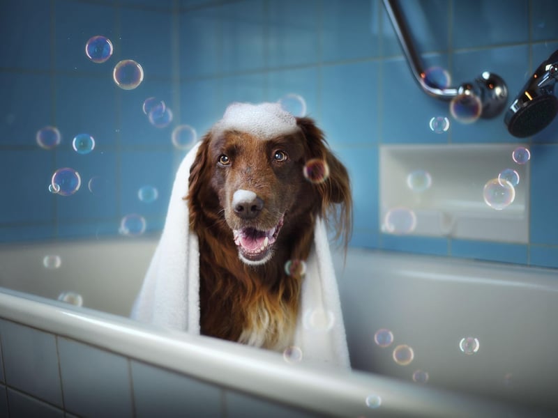 It is imperative that the water pressure is low, as using a harsh water pressure can be quite a traumatic experience, especially for younger dogs. In using a lower water pressure, you are also saving yourself from splattering dirty water all over your bathroom.