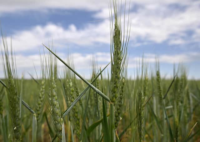 A wheat field in Ukraine, a now war-torn country seen by many as the world's breadbaket