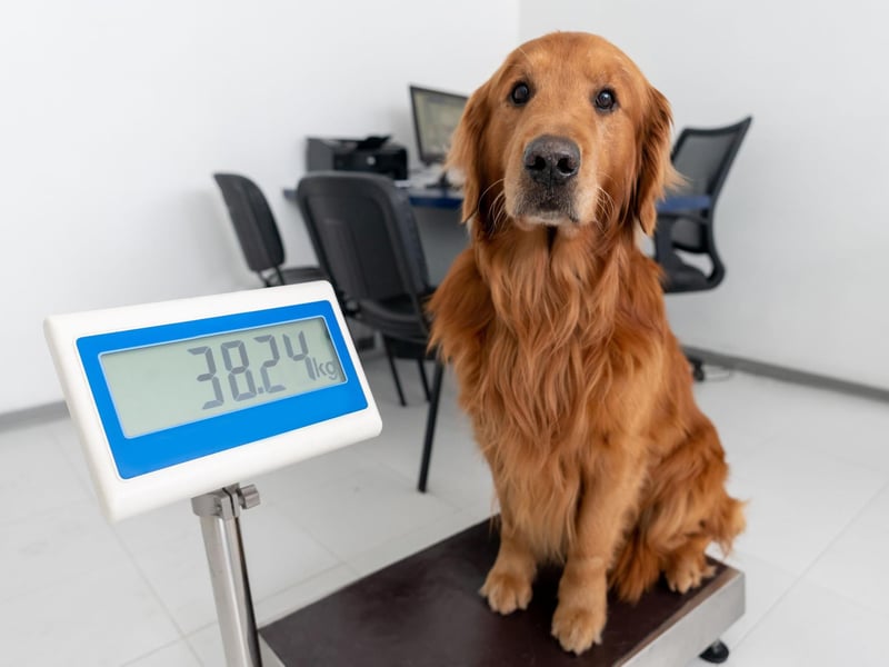 If your dog usually welcomes you home and is curious of visitors but has started spending hours hidden away under the bed or table then medical attention is required. When a dog feels sick - much like many humans - it tends to want to be alone.