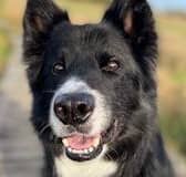 Handsome Hendrix, who has finally found a forever home with Scottish SPCA animal helpline operator Ruth.