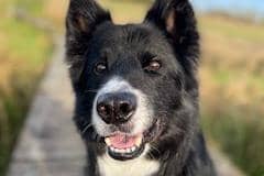 Handsome Hendrix, who has finally found a forever home with Scottish SPCA animal helpline operator Ruth.