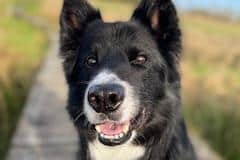 Handsome Hendrix, who has finally found a forever home with Scottish SPCA animal helpline operator Ruth.