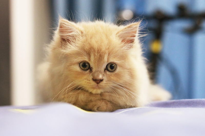 Often confused for a kitten, the Toybob breed is approximately the same size as an adult cat is at three to six months. With short tails and a loving nature, Toybob are the perfect breed if you want a cat to sit on your lap.