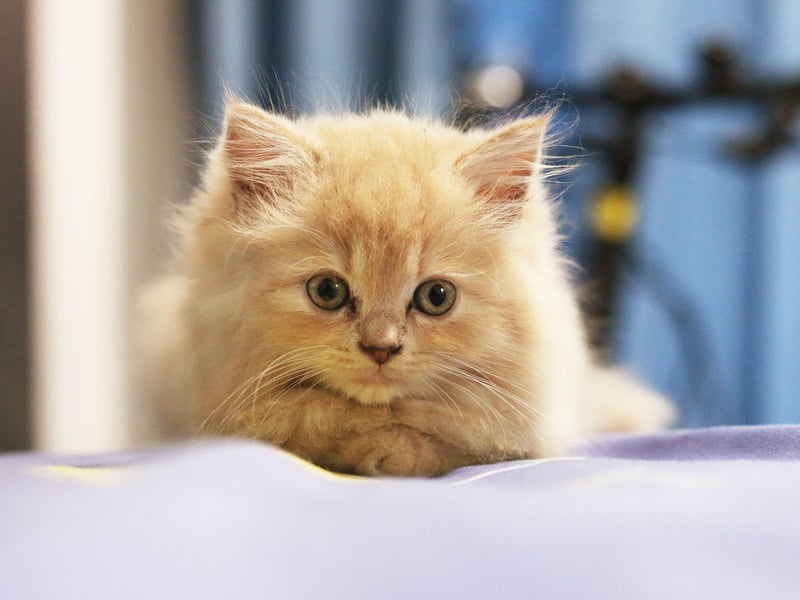Often confused for a kitten, the Toybob breed is approximately the same size as an adult cat is at three to six months. With short tails and a loving nature, Toybob are the perfect breed if you want a cat to sit on your lap.