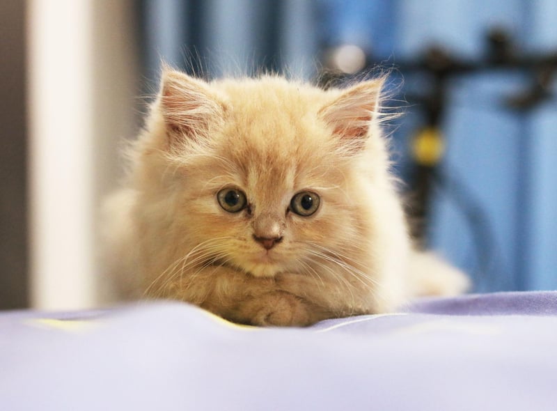 Often confused for a kitten, the Toybob breed is approximately the same size as an adult cat is at three to six months. With short tails and a loving nature, Toybob are the perfect breed if you want a cat to sit on your lap.